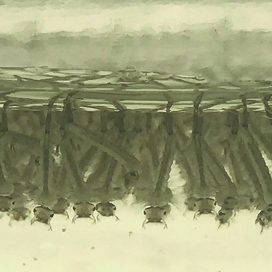 555Larves%20portrait